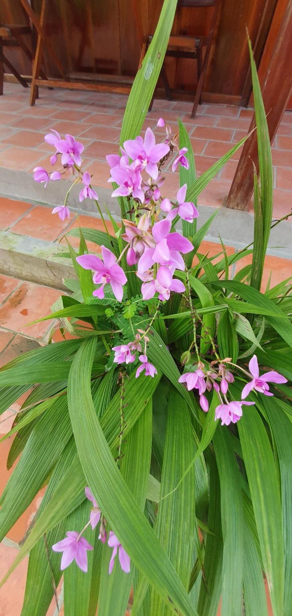Ba Linh Homestay Vĩnh Long Εξωτερικό φωτογραφία